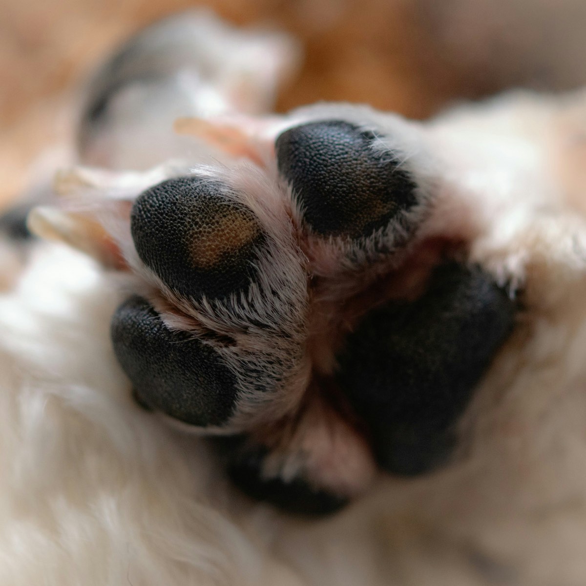 Higiene y corte de uñas para gato en casa en Codegua