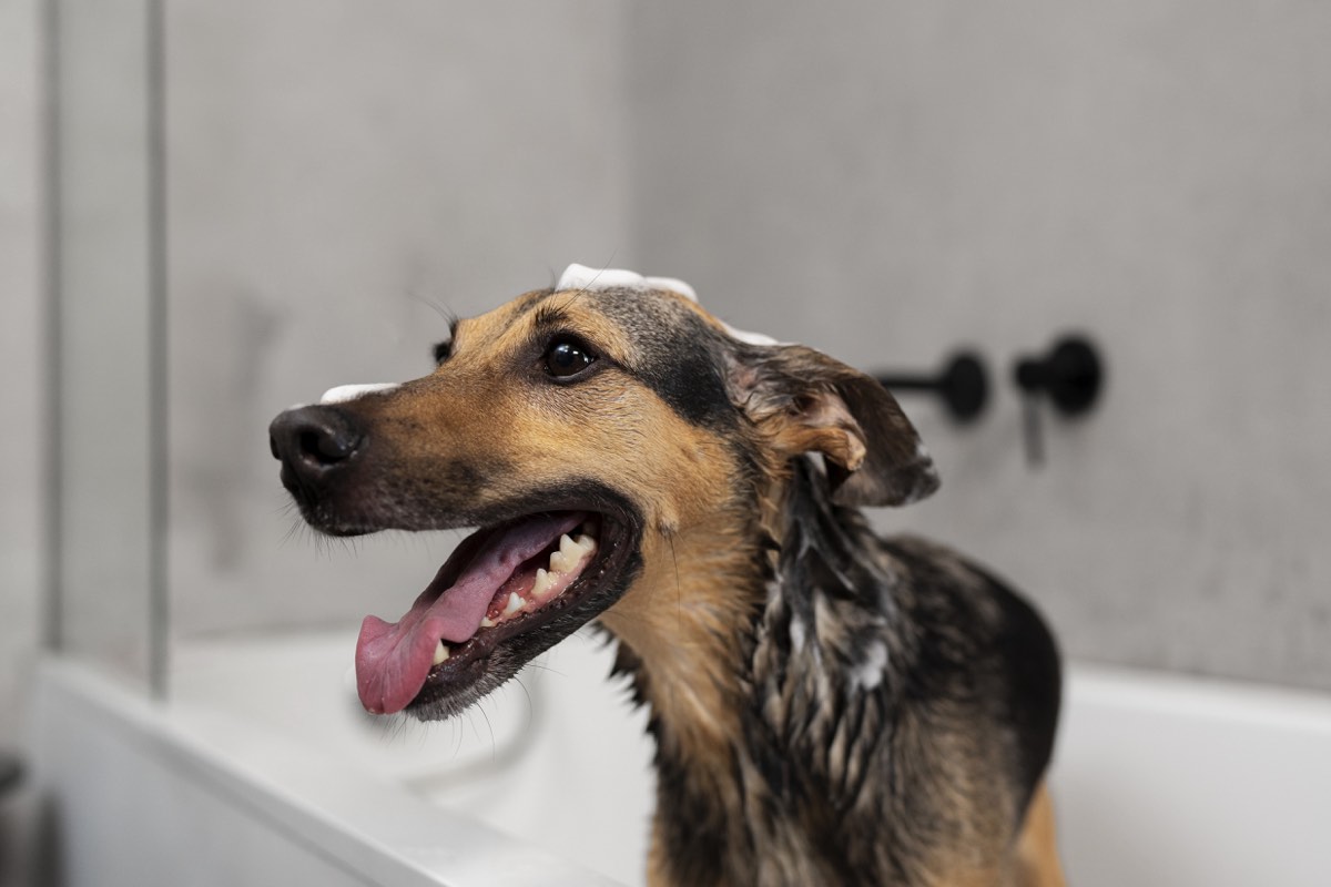 Baño cuidadoso para perros a domicilio en Codegua