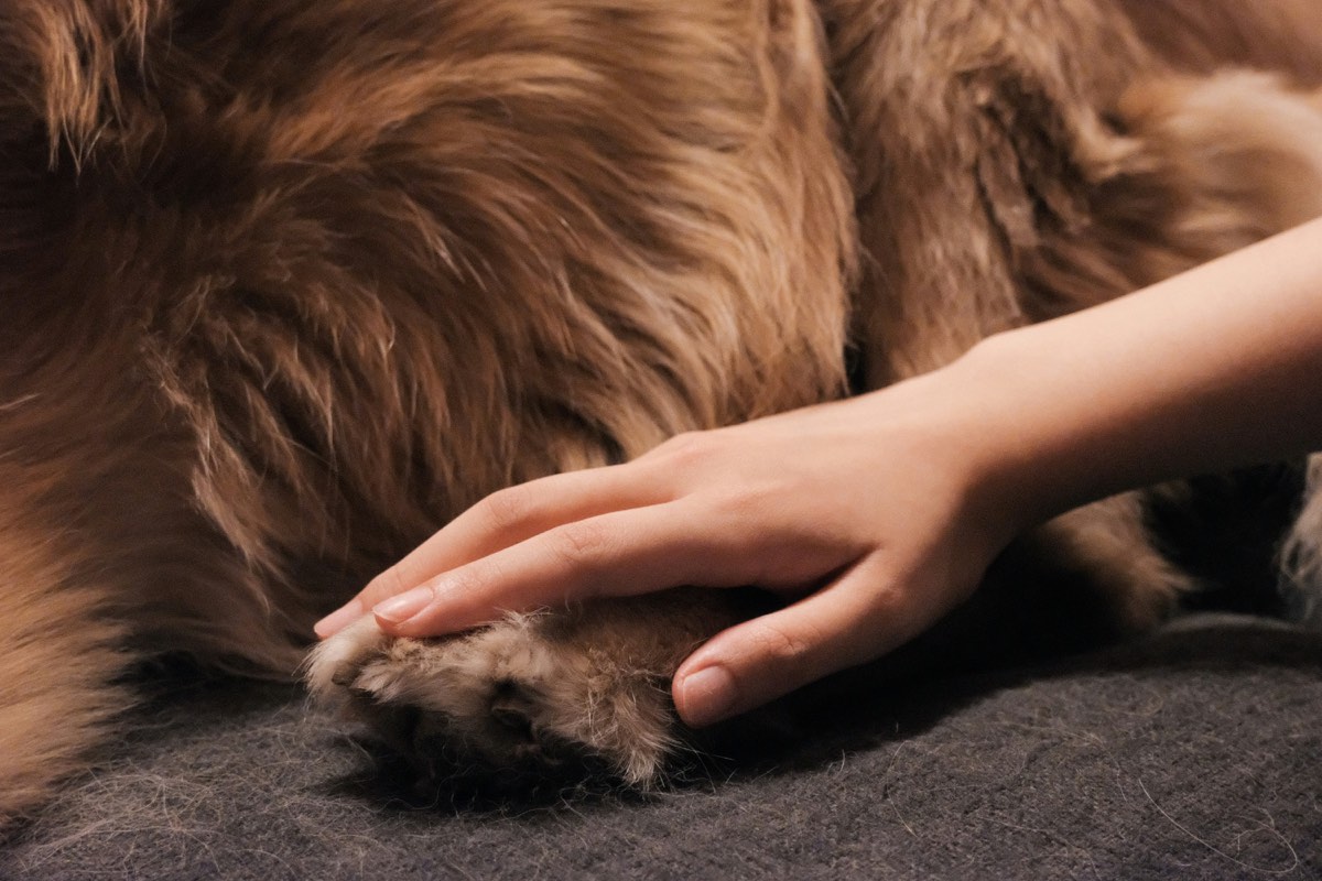 Cepillado y peluquería básica para perro en Codegua