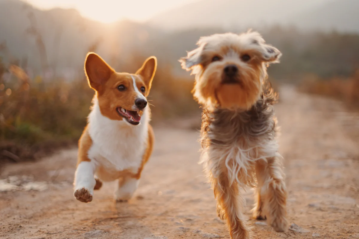 Paseo seguro para perros con correa en Saavedra